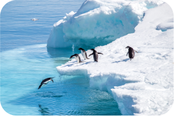 Penguins
